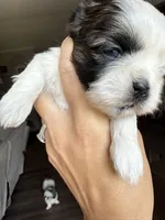 Grace blue eyed girl, a female Shih Tzu for sale in Winston-Salem, NC – 2 of 7