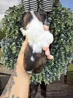Grace blue eyed girl, a female Shih Tzu for sale in Winston-Salem, NC – 4 of 7