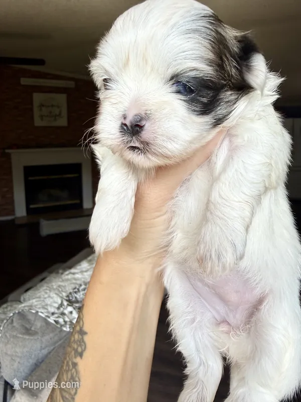 Sophie  – Shih Tzu puppy for sale in Winston-Salem, NC