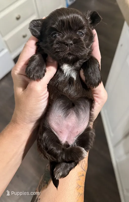 Godiva – Shih Tzu puppy for sale in Winston-Salem, NC