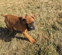 Mochi, a female Boxer for sale in Rochester, IN – Photo 3 of 4