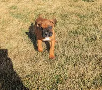 Mochi, a female Boxer for sale in Rochester, IN – Photo 4 of 4