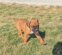 Mochi, a female Boxer for sale in Rochester, IN – Photo 1 of 4