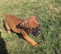 Mochi, a female Boxer for sale in Rochester, IN – Photo 2 of 4