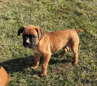 Barney, a male Boxer for sale in Rochester, IN – Photo 4 of 4