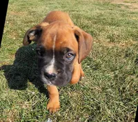 Barney, a male Boxer for sale in Rochester, IN – Photo 3 of 4