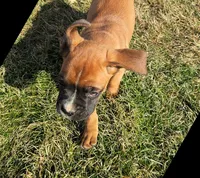 Barney, a male Boxer for sale in Rochester, IN – Photo 2 of 4