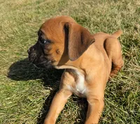 Barney, a male Boxer for sale in Rochester, IN – Photo 1 of 4