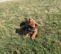 Winnie, a female Boxer for sale in Rochester, IN – Photo 4 of 4