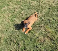 Winnie, a female Boxer for sale in Rochester, IN – Photo 3 of 4