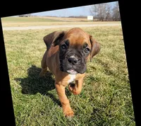 Winnie, a female Boxer for sale in Rochester, IN – Photo 2 of 4
