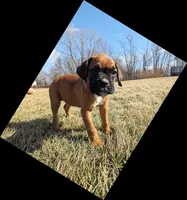 Winnie, a female Boxer for sale in Rochester, IN – Photo 1 of 4