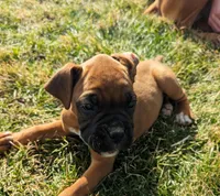Reggie, a female Boxer for sale in Rochester, IN – Photo 1 of 4