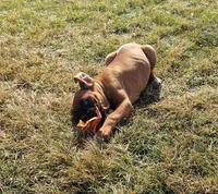 Reggie, a female Boxer for sale in Rochester, IN – Photo 3 of 4
