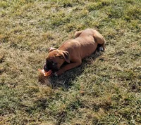 Reggie, a female Boxer for sale in Rochester, IN – Photo 4 of 4