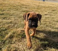 Reggie, a female Boxer for sale in Rochester, IN – Photo 2 of 4