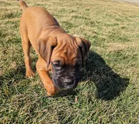 Sushie, a female Boxer for sale in Rochester, IN – Photo 2 of 4