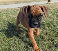 Sushie, a female Boxer for sale in Rochester, IN – Photo 1 of 4