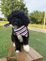 Kit, a female Bernedoodle for sale in Purdy, MO – 1 of 3