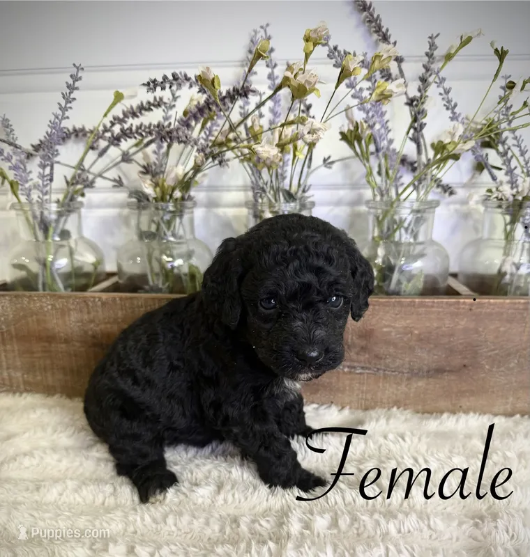 Peach – Bernedoodle puppy on hold in Purdy, MO
