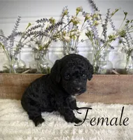 Peach, a female Bernedoodle for sale in Purdy, MO – 1 of 1
