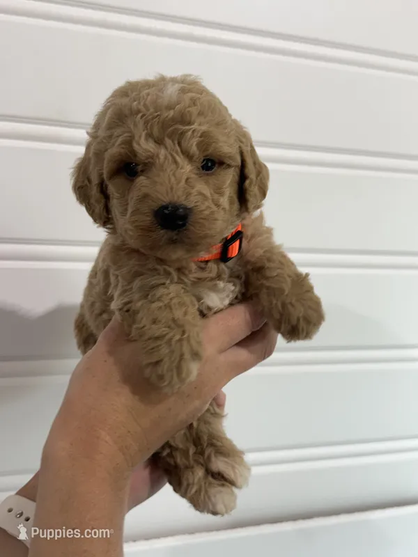 Rover – Bernedoodle puppy for sale in Purdy, MO