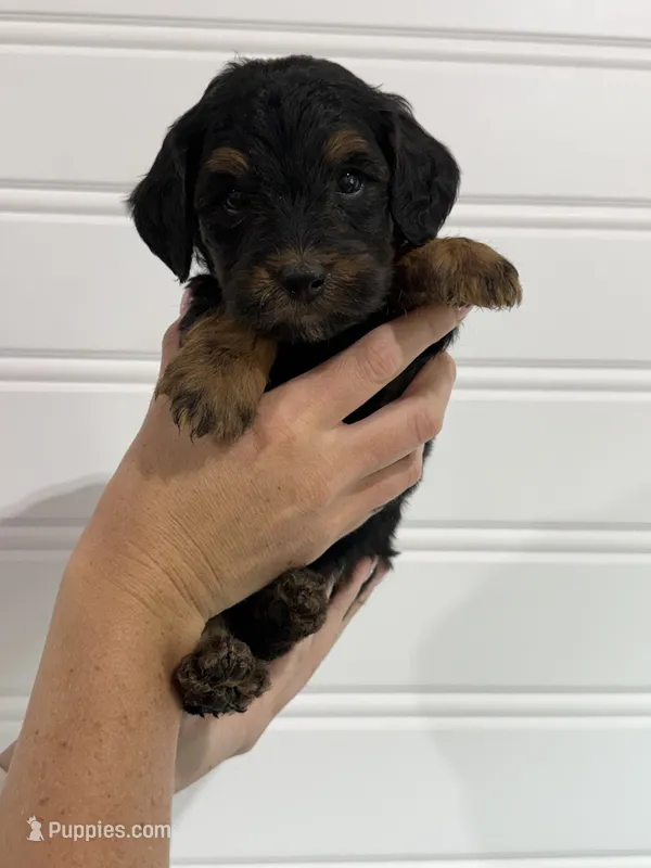 Leo – Bernedoodle puppy for sale in Purdy, MO