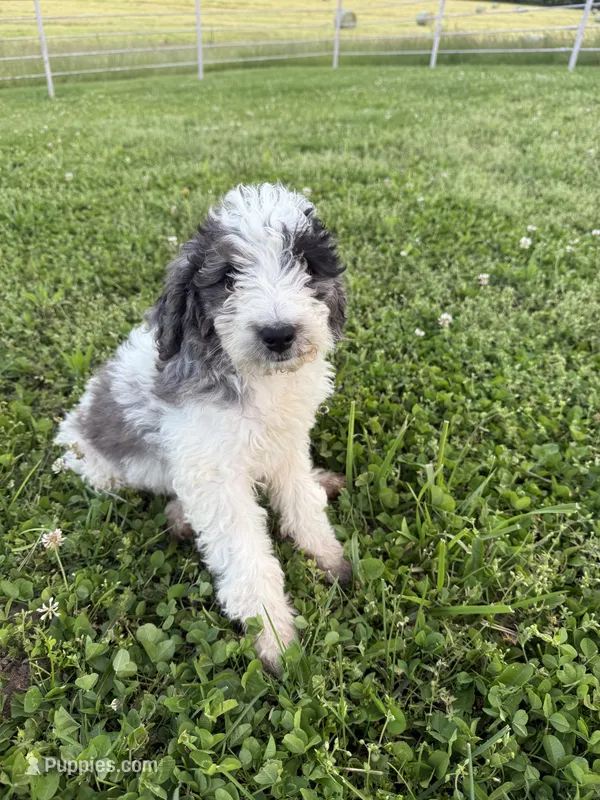 Daisy – Bernedoodle puppy on hold in Purdy, MO