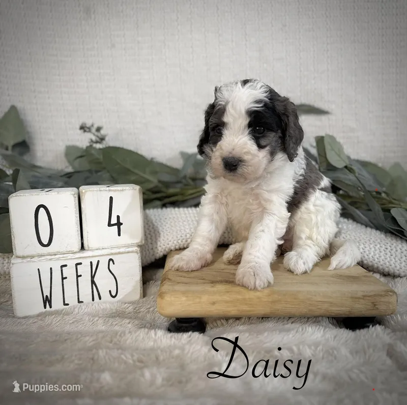 Daisy – Bernedoodle puppy for sale in Purdy, MO