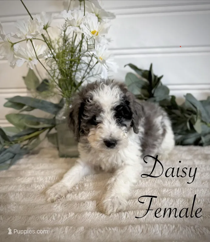 Daisy – Bernedoodle puppy for sale in Purdy, MO