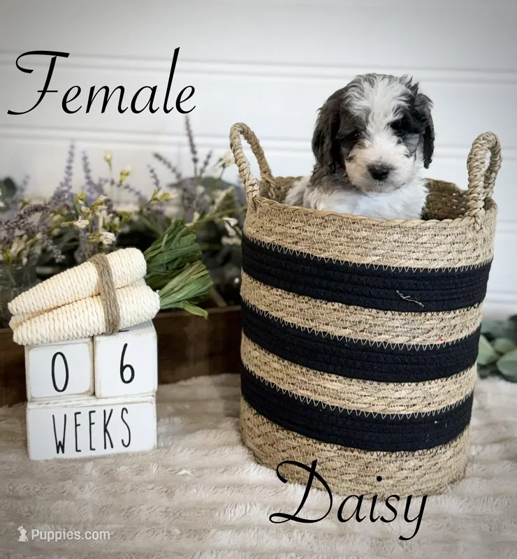 Daisy – Bernedoodle puppy for sale in Purdy, MO