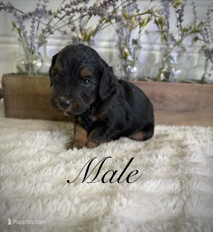 Leo – Bernedoodle puppy for sale in Purdy, MO