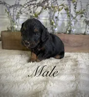 Leo, a male Bernedoodle for sale in Purdy, MO – 1 of 1