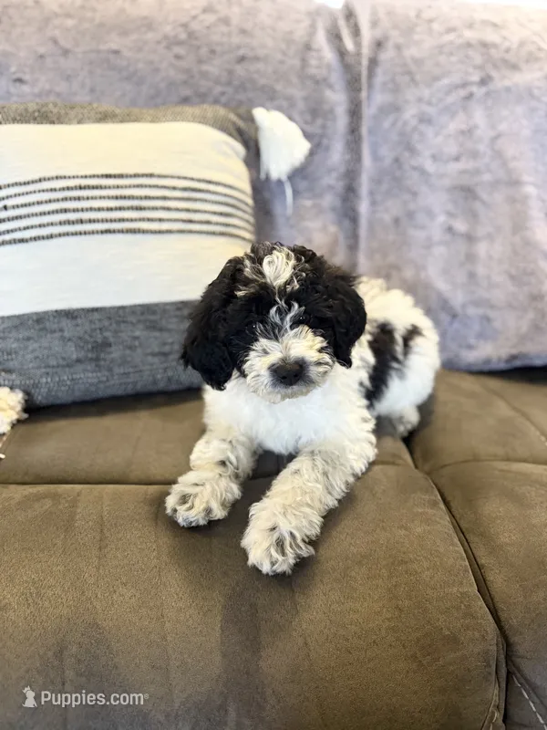 Iris – Bernedoodle puppy for sale in Purdy, MO