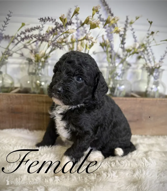 Kit – Bernedoodle puppy for sale in Purdy, MO