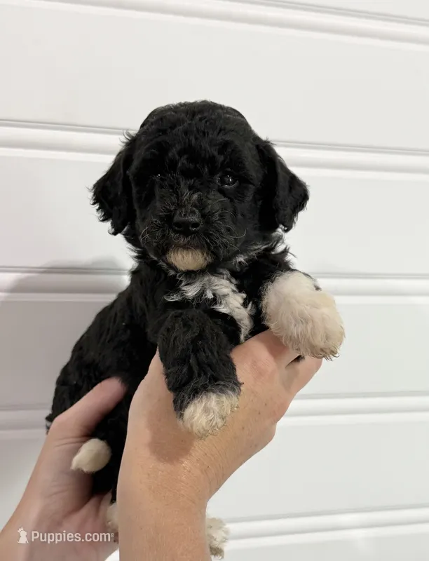 Kit – Bernedoodle puppy for sale in Purdy, MO