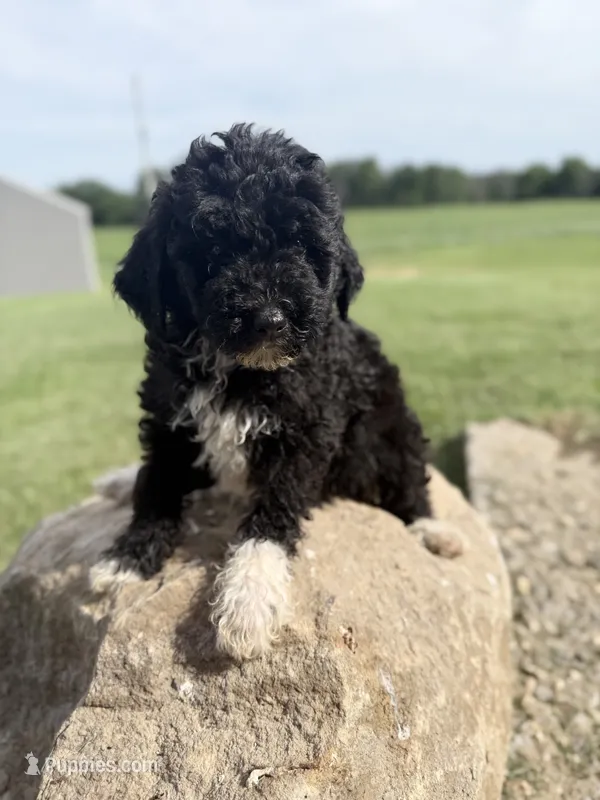 Kit – Bernedoodle puppy for sale in Purdy, MO