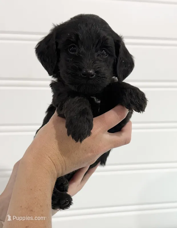 Sandy – Bernedoodle puppy for sale in Purdy, MO