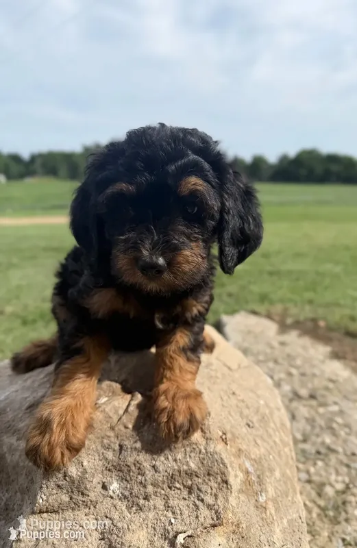 Leo – Bernedoodle puppy for sale in Purdy, MO