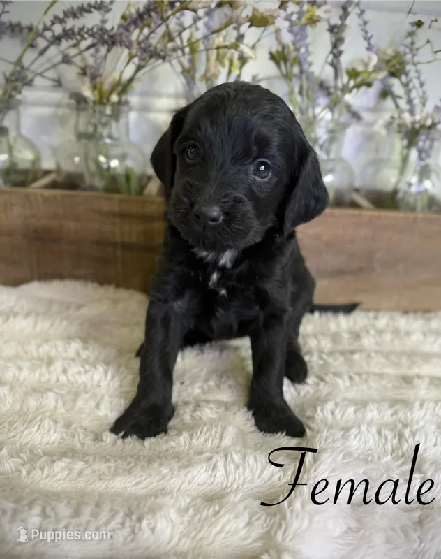 Sandy – Bernedoodle puppy for sale in Purdy, MO
