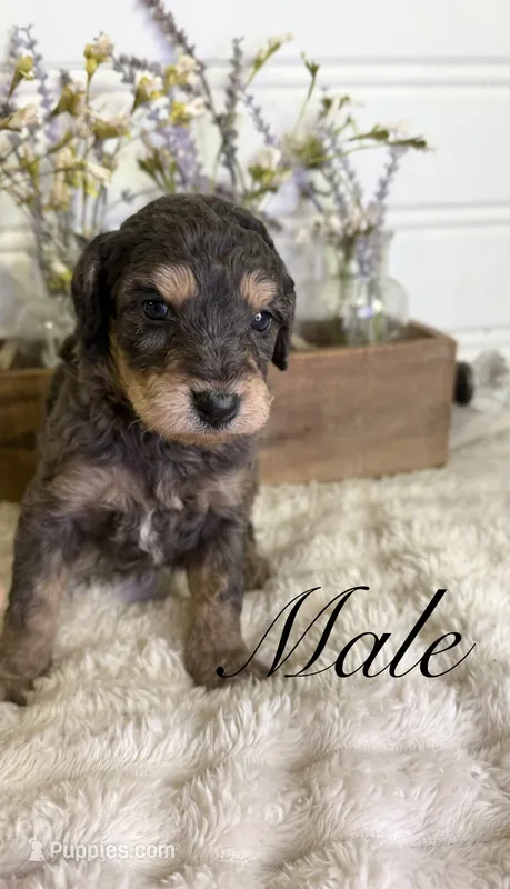 Ranger – Bernedoodle puppy for sale in Purdy, MO