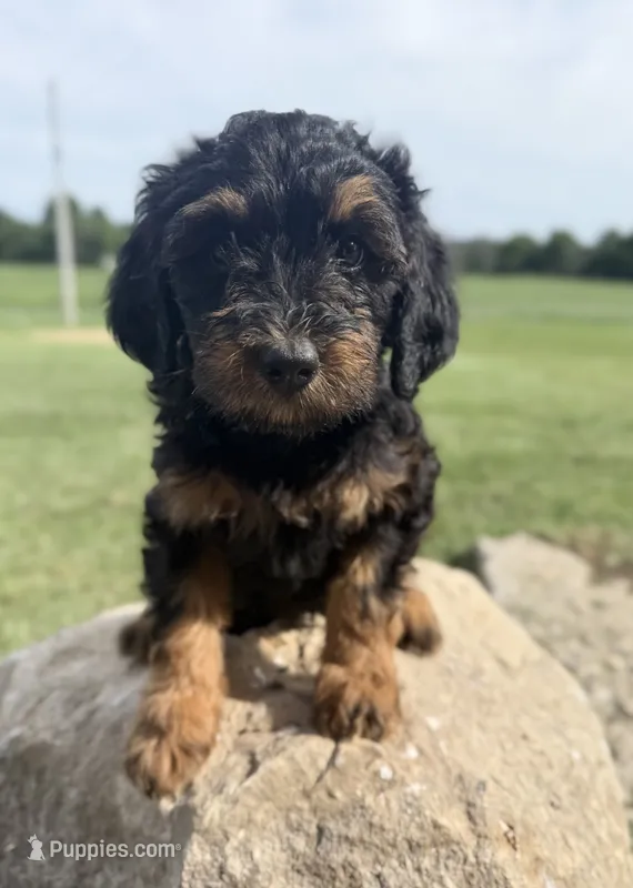 Leo – Bernedoodle puppy for sale in Purdy, MO
