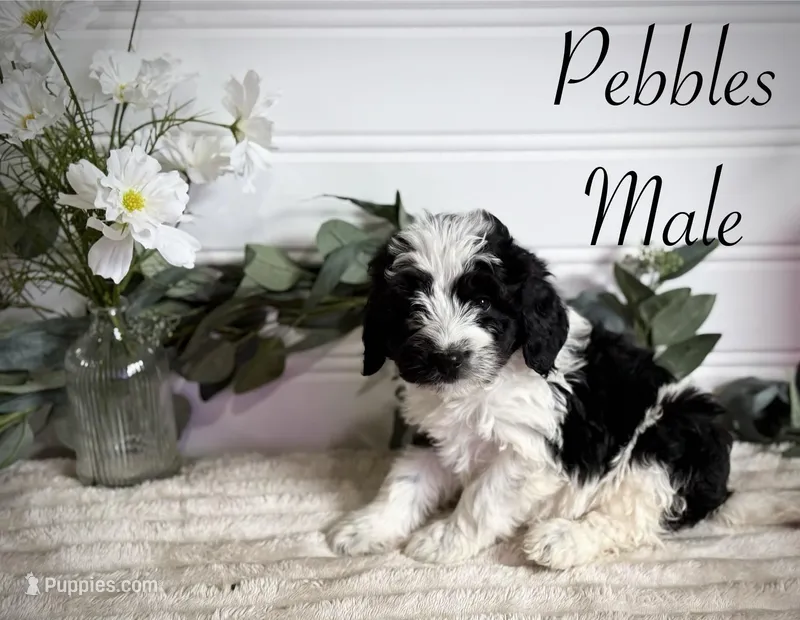 Pebbles – Bernedoodle puppy for sale in Purdy, MO
