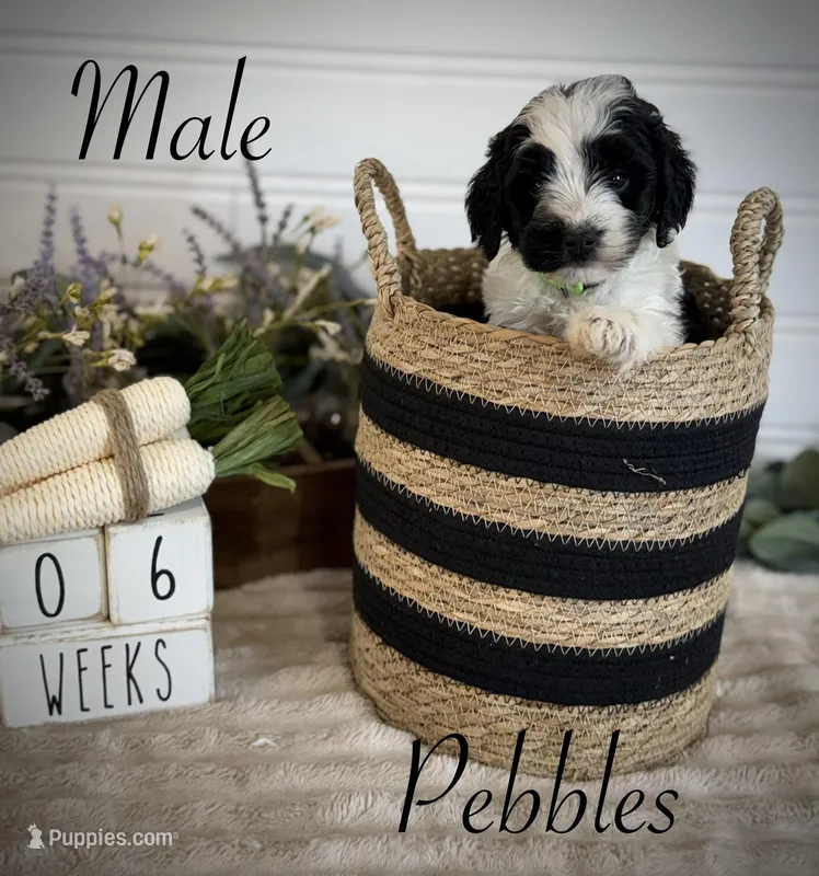 Pebbles – Bernedoodle puppy for sale in Purdy, MO