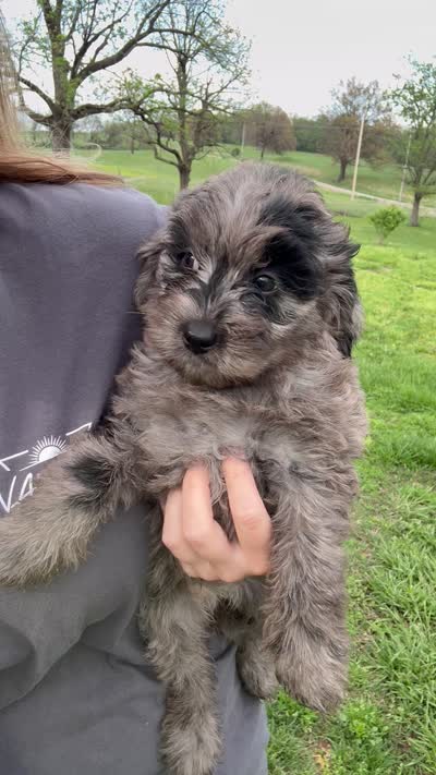 Willow, a female Bernedoodle for sale in Purdy, MO – 2 of 4