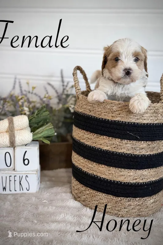 Honey – Bernedoodle puppy for sale in Purdy, MO