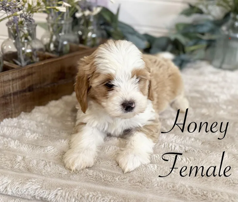 Honey – Bernedoodle puppy for sale in Purdy, MO