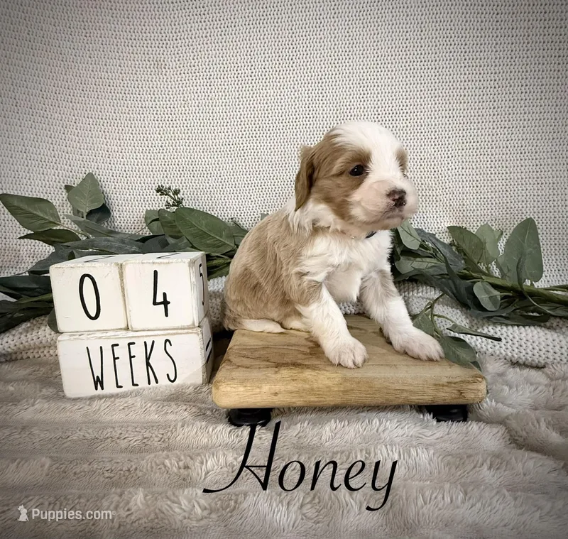 Honey – Bernedoodle puppy for sale in Purdy, MO