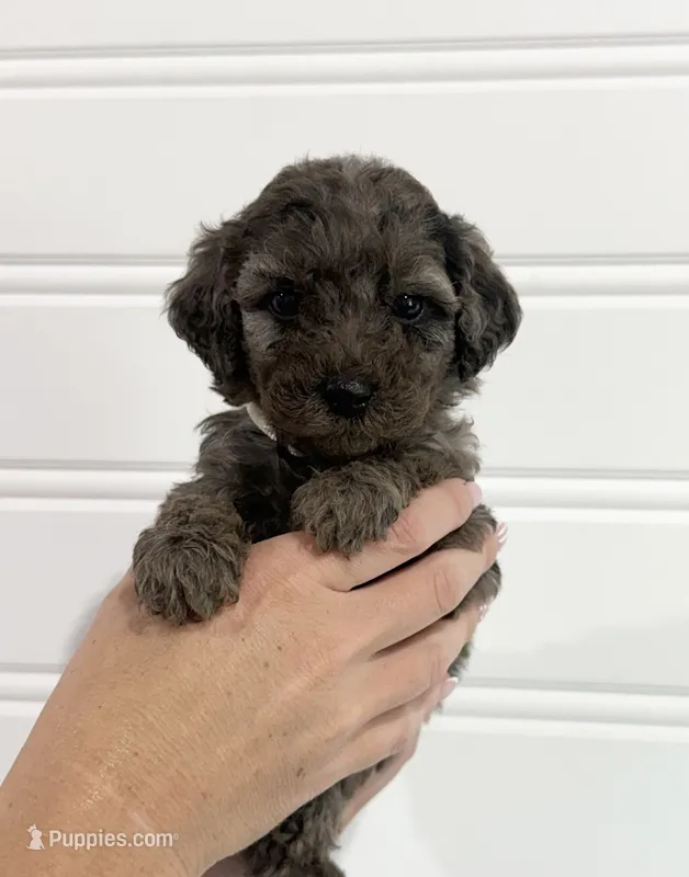 Peach – Bernedoodle puppy for sale in Purdy, MO
