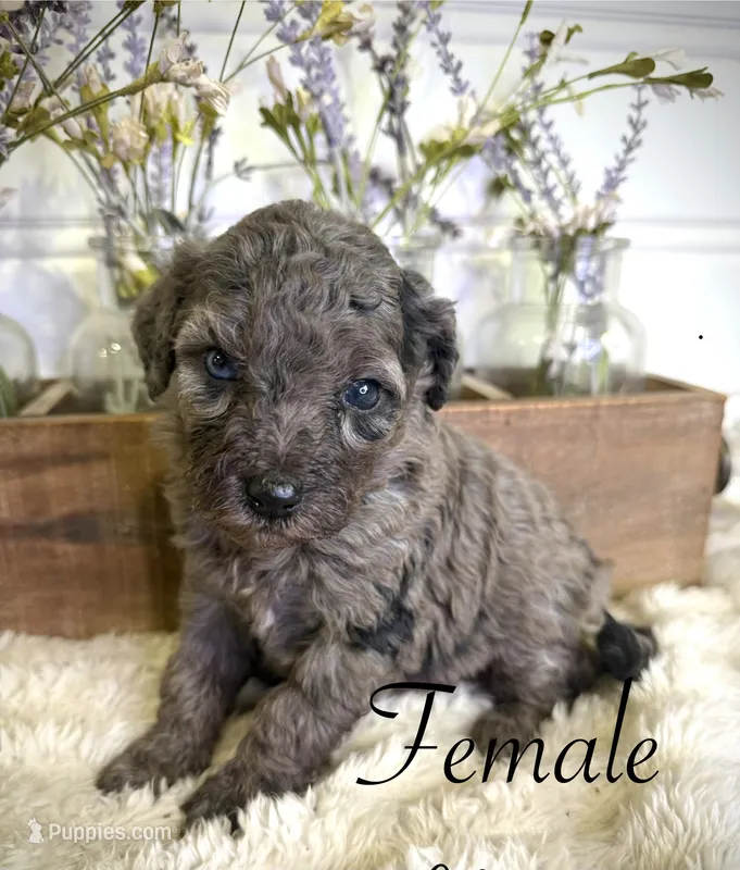 Peach – Bernedoodle puppy for sale in Purdy, MO